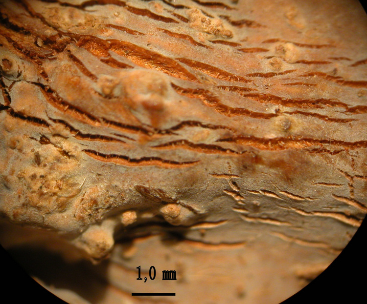RitrovamentoAdel18.11.11sotto Quercia(Xylobolus subpileatus)